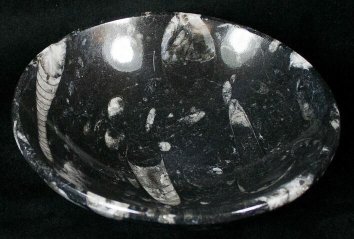 Fossil Goniatite Bowl - Stoneware #18051
